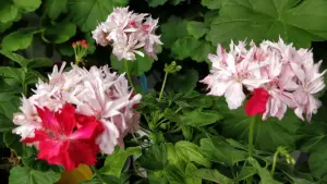 Герань цветущая звёздчатая (Cтеллар) Richard Hodgson