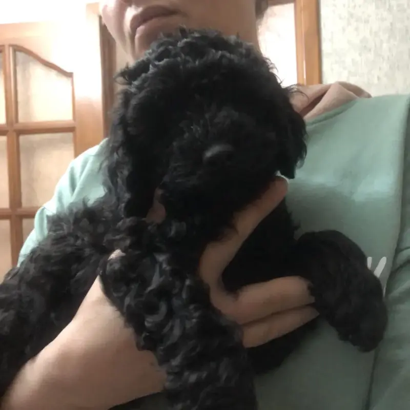 Щенки среднего пуделя - Ляховичи - 235878 - Доска объявлений Kupika.by - Фото 6