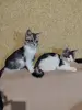 Милые котята мейн-кун, метисы. - Вся Беларусь - 236391 - Доска объявлений Kupika.by - Фото 3