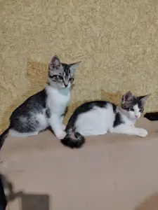 Милые котята мейн-кун, метисы.