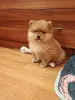 Померанский шпиц девочка. - Вся Беларусь - 235521 - Доска объявлений Kupika.by - Фото 2