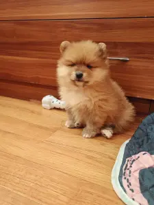 Померанский шпиц девочка.