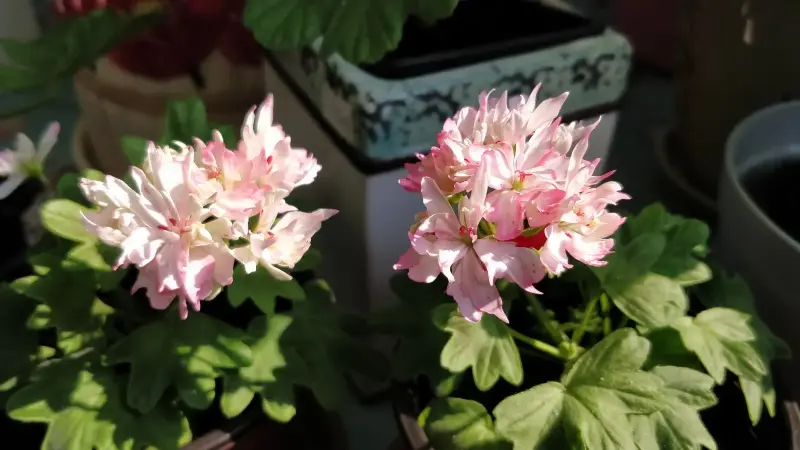 Герань цветущая звёздчатая (Cтеллар) Richard Hodgson - Вся Беларусь - 236037 - Доска объявлений Kupika.by - Фото 5