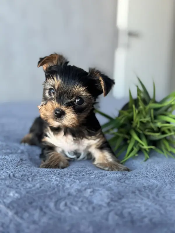 Йоркширский терьер - Вся Беларусь - 236711 - Доска объявлений Kupika.by - Фото 3