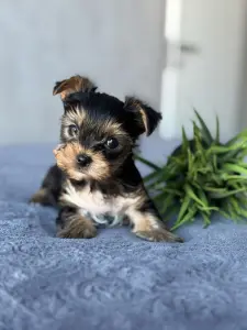 Йоркширский терьер