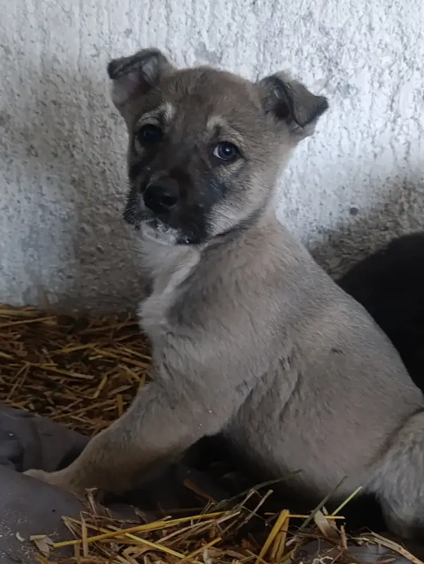 Собаки - Щенки - Вся Беларусь - Фото 4 Щенки - Вся Беларусь - 237522 - Доска объявлений Kupika.by - Фото 4