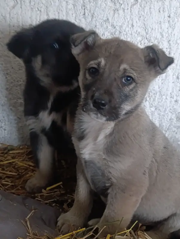 Собаки - Щенки - Вся Беларусь - Фото 6 Щенки - Вся Беларусь - 237522 - Доска объявлений Kupika.by - Фото 6