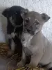 Собаки - Щенки - Вся Беларусь - Фото 6 Щенки - Вся Беларусь - 237522 - Доска объявлений Kupika.by - Фото 6