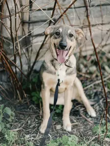 Щенки из усыпалки в дар! Ищут дом или передержку!