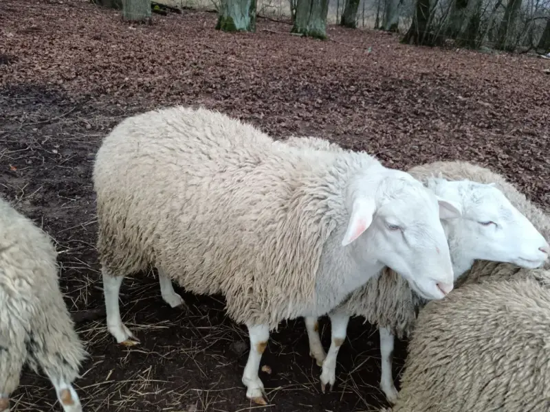 Сельскохозяйственные животные - овцы ,бараны - Вся Беларусь - Фото 4 овцы ,бараны - Вся Беларусь - 238021 - Доска объявлений Kupika.by - Фото 4