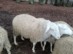 овцы ,бараны