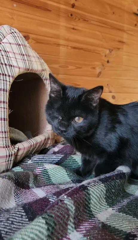 Киара (девочка, почти 5 месяцев) ищет дом