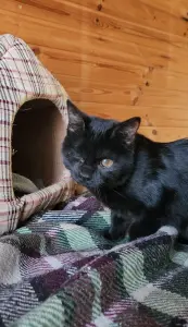 Киара (девочка, почти 5 месяцев) ищет дом