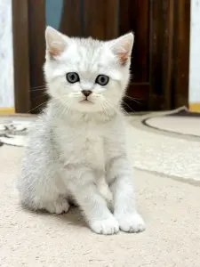 Продам шотландского котенка