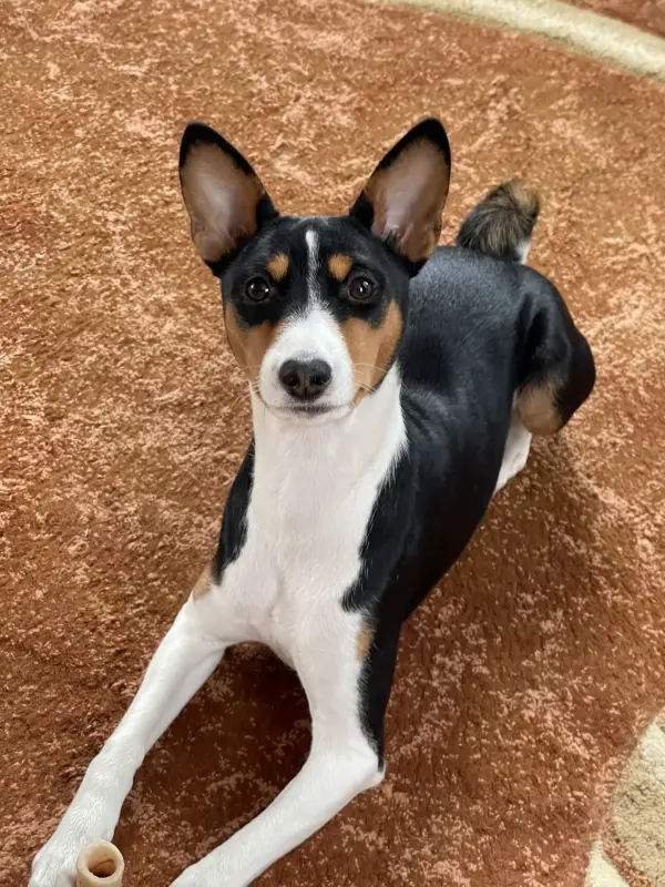 Щенки Басенджи, породистые - Вся Беларусь - 237009 - Доска объявлений Kupika.by - Фото 11