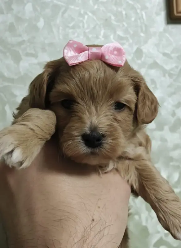 Продажа щенков мальтипу - Вся Беларусь - 238386 - Доска объявлений Kupika.by - Фото 5