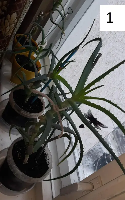 Комнатные цветы растения для квартиры, дома - Вся Беларусь - 236735 - Доска объявлений Kupika.by - Фото 2