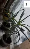 Комнатные цветы растения для квартиры, дома - Вся Беларусь - 236735 - Доска объявлений Kupika.by - Фото 2