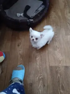 Щенок чихуахуа