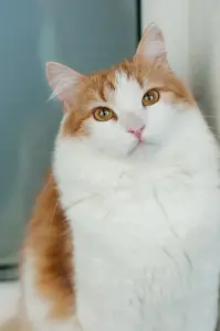 Алисей - сказочный кот