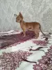 Мальчик чихуахуа красивого окраса - Вся Беларусь - 238325 - Доска объявлений Kupika.by - Фото 4