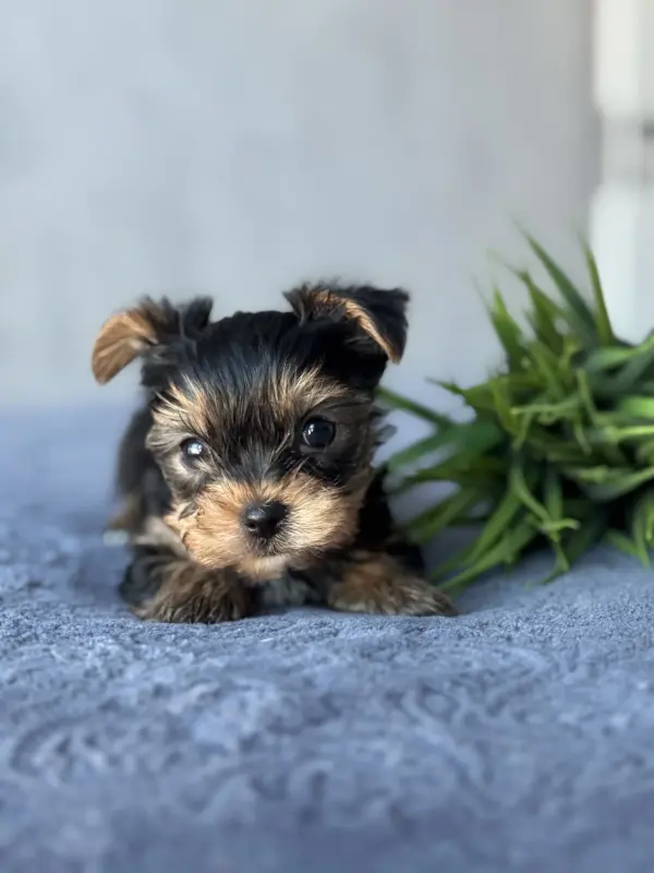 Йоркширский терьер - Вся Беларусь - 236711 - Доска объявлений Kupika.by - Фото 5