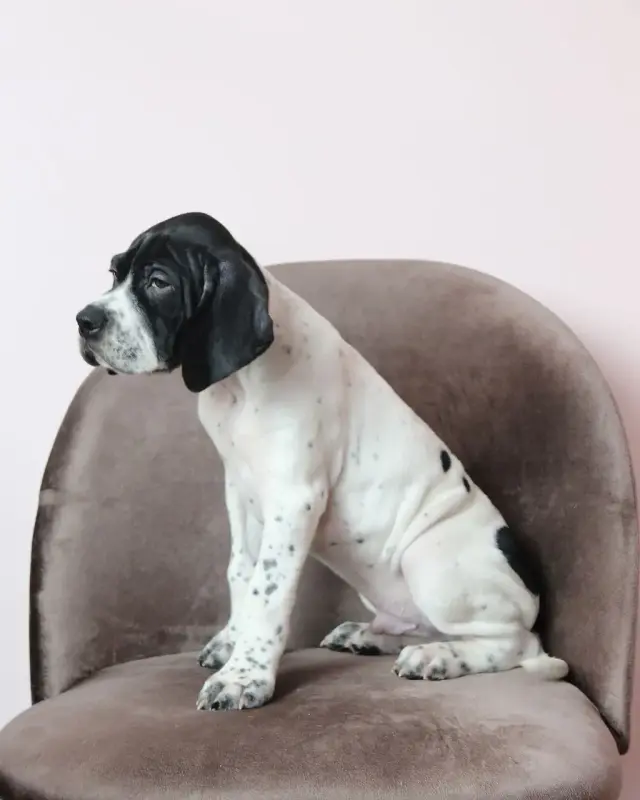 Щенки Английского Пойнтера - Вся Беларусь - 235716 - Доска объявлений Kupika.by - Фото 6