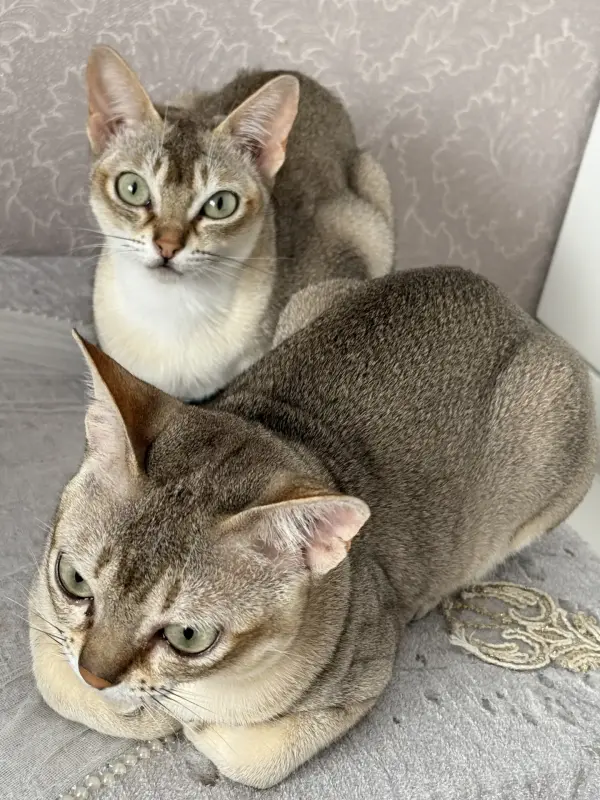 Кошки - Продам котов сингапурской породы - Вся Беларусь Продам котов сингапурской породы - Вся Беларусь - 236962 - Доска объявлений Kupika.by