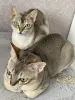 Кошки - Продам котов сингапурской породы - Вся Беларусь Продам котов сингапурской породы - Вся Беларусь - 236962 - Доска объявлений Kupika.by