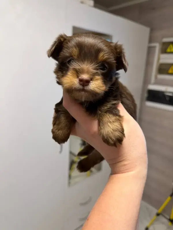 Щенки мини йорка и бивер-йорк доставка по рб