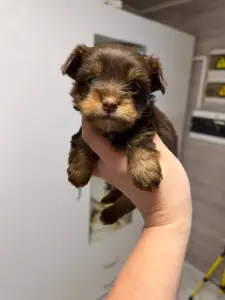 Щенки мини йорка и бивер-йорк доставка по рб