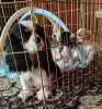 Кавалер кинг чарльз спаниель (4 мес) сука - Вся Беларусь - 237995 - Доска объявлений Kupika.by - Фото 2