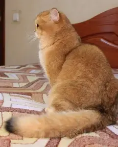 Племенной кот.