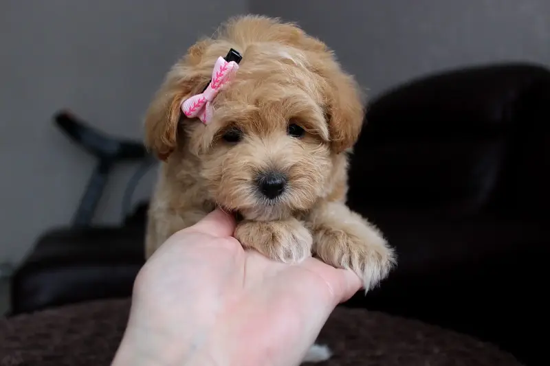 Мальтипу - Вся Беларусь - 237524 - Доска объявлений Kupika.by - Фото 2