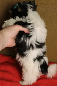 Бивер йорк мальчик