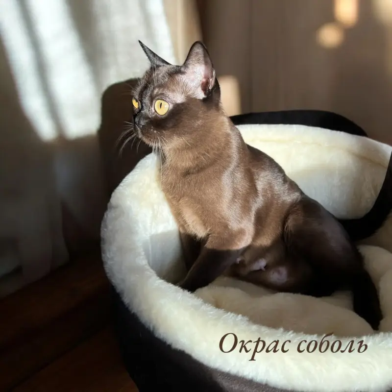 Американская бурма - Вся Беларусь - 236509 - Доска объявлений Kupika.by - Фото 5