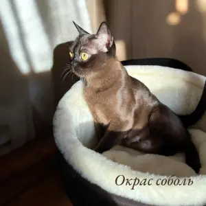 Американская бурма