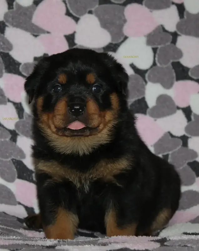 Собаки - щенки ротвейлера - Вся Беларусь - Фото 5 щенки ротвейлера - Вся Беларусь - 235523 - Доска объявлений Kupika.by - Фото 5