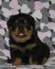Собаки - щенки ротвейлера - Вся Беларусь - Фото 5 щенки ротвейлера - Вся Беларусь - 235523 - Доска объявлений Kupika.by - Фото 5