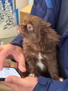 Чихуахуа щенок