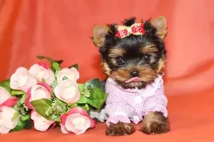 Йоркширский терьер