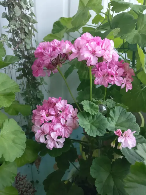 Герань цветущая розовой окраски Occold Lagoon - Вся Беларусь - 236038 - Доска объявлений Kupika.by - Фото 5