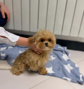 Элитные мини микро мальтипу той пудель пушон