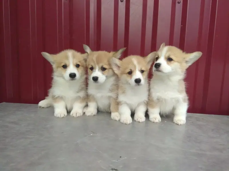 Щенки Корги - Вся Беларусь - 236819 - Доска объявлений Kupika.by - Фото 3