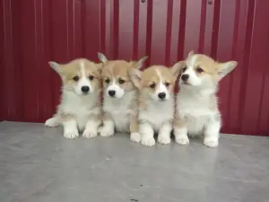 Щенки Корги