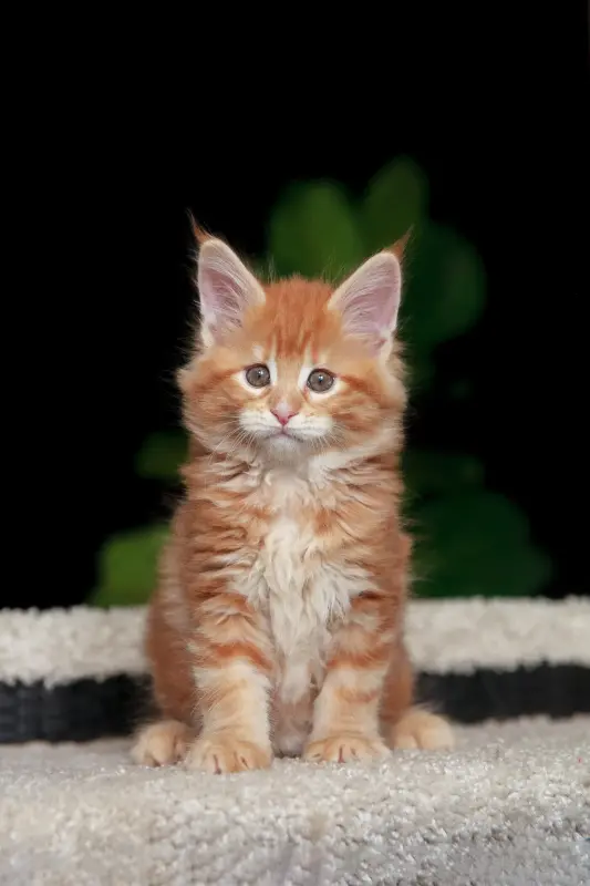 Кошки - Чистокровный Мальчик МЕЙН-КУН - Вся Беларусь Чистокровный Мальчик МЕЙН-КУН - Вся Беларусь - 238285 - Доска объявлений Kupika.by