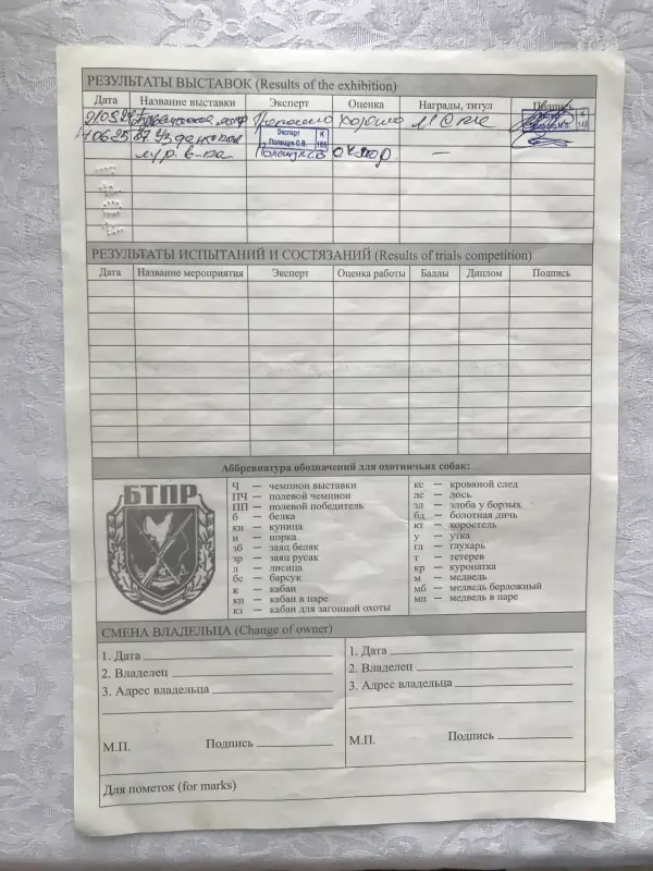 Щенки англо-русской гончей - Ружаны - 237712 - Доска объявлений Kupika.by - Фото 2