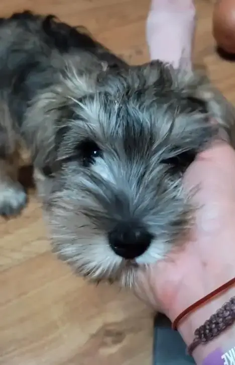 Воспитание щенка (Минск, Минская обл., Онлайн) - Чашники - 202644 - Доска объявлений Kupika.by - Фото 6