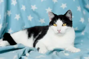 Рейна - кошка как подарок