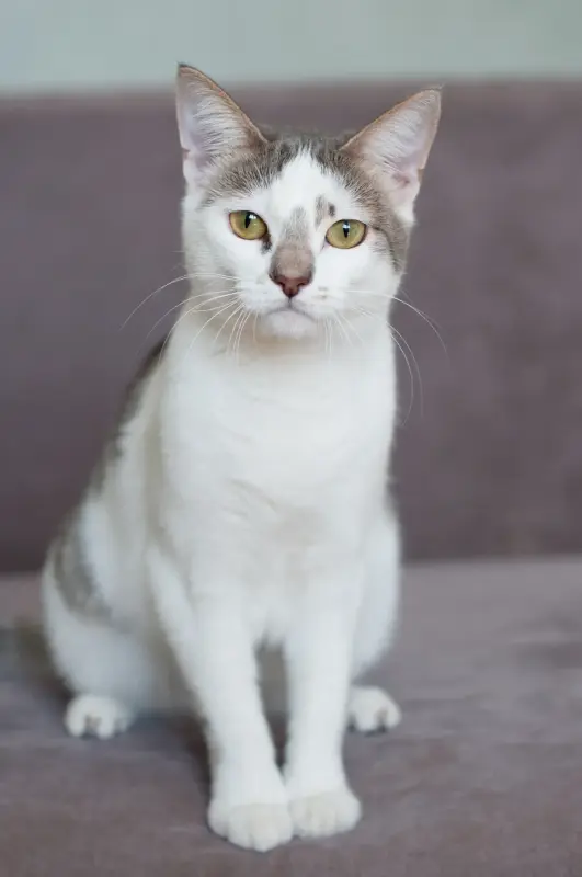 Вива - кошечка в шапочке - Вся Беларусь - 237234 - Доска объявлений Kupika.by - Фото 2